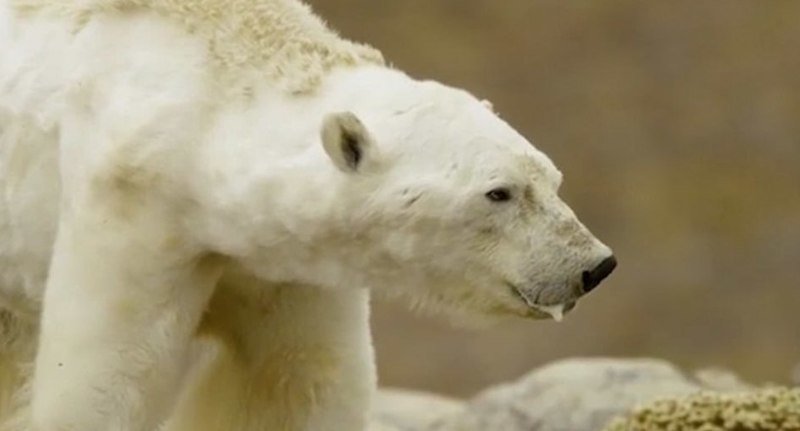 В Канаде запрещено подкармливать белых медведей, но, даже преступив закон, природозащитники только бы оттянули на некоторый срок неизбежное видео, глобальное потепление, голод, животные, медведь, проблема, смерть