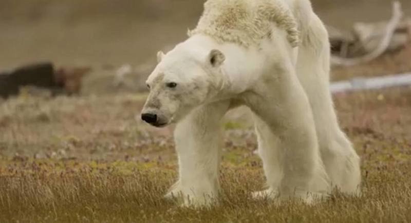 Популяция белых медведей сократится на треть из-за таяния льдов в следующие 35 лет видео, глобальное потепление, голод, животные, медведь, проблема, смерть