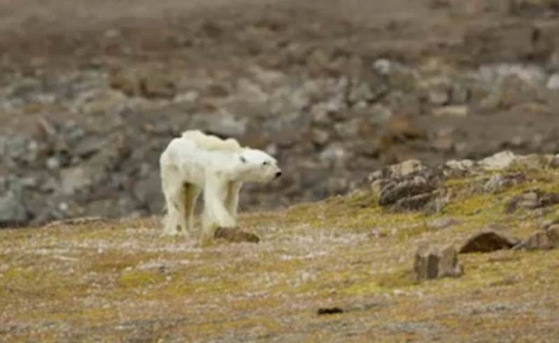 Северный канадский остров Баффинова Земля особенно сильно страдает от глобального потепления видео, глобальное потепление, голод, животные, медведь, проблема, смерть